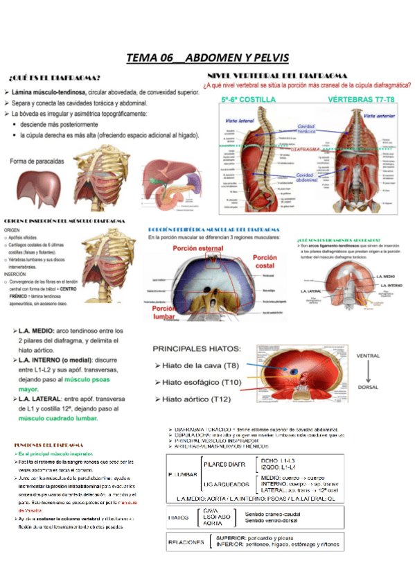 Miniatura del documento tema-6-anatomia-resumen-abdomen-inguinal.pdf