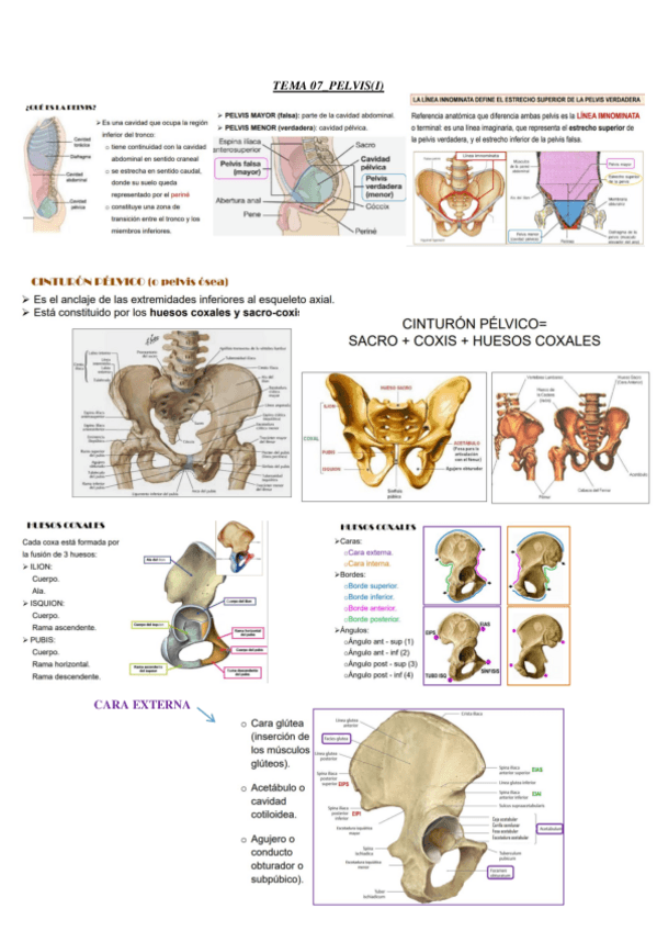 Miniatura del documento tema-7-anatomia-resumen-pelvis-I.pdf
