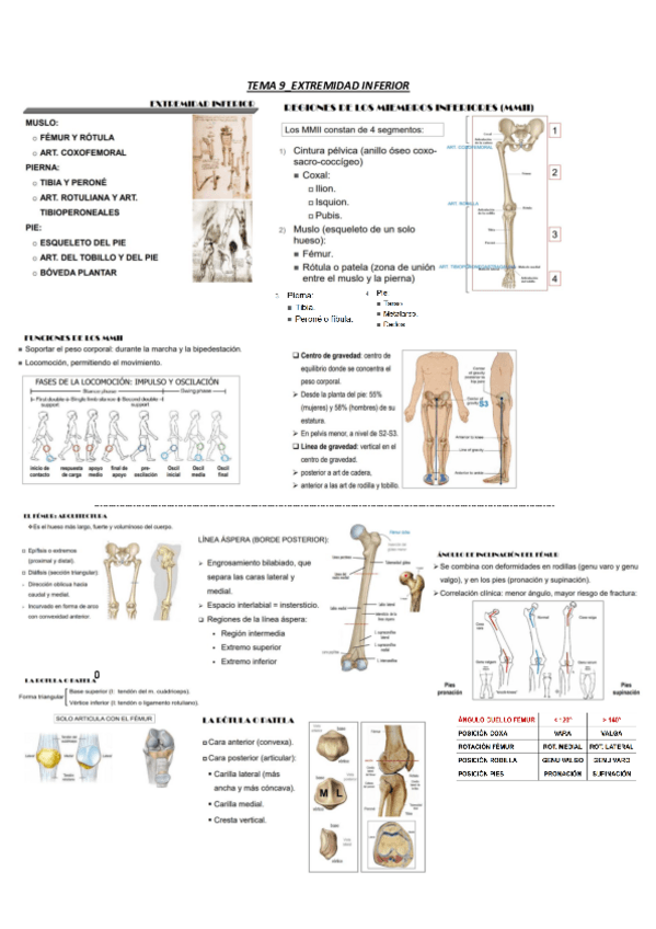Miniatura del documento tema-9-anatomia-resumen-MMII-I-oseo.pdf