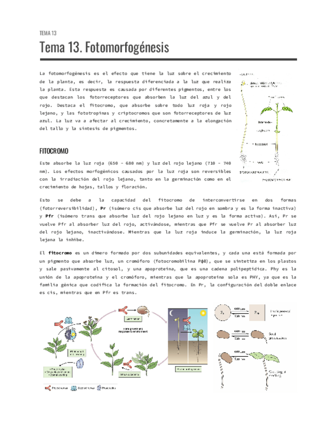 Miniatura del documento Tema-13.-Fotomorfogenesis.pdf