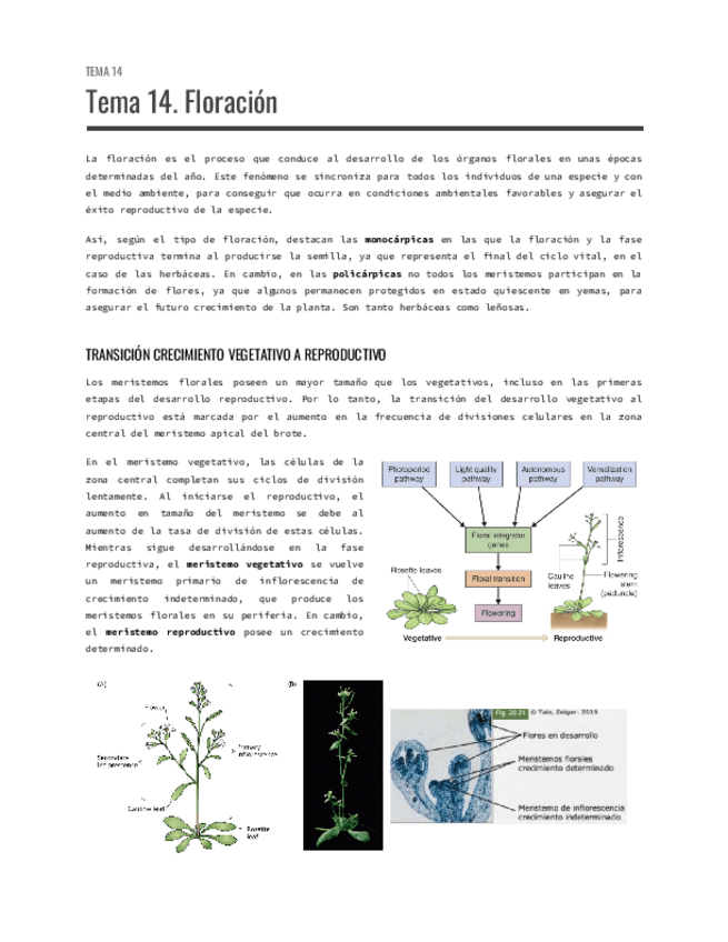 Miniatura del documento Tema-14.-Floracion.pdf