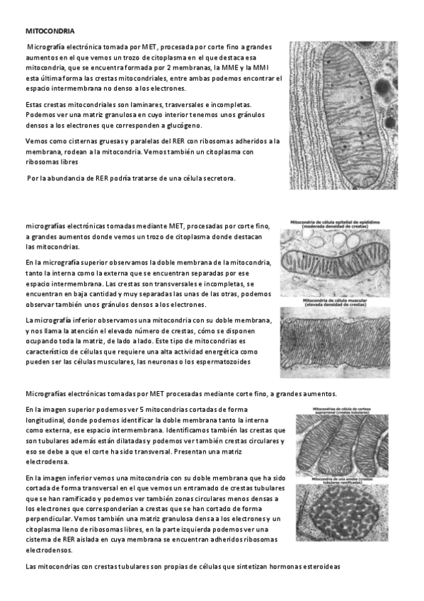 Miniatura del documento Imagenes-mitocondria-plastos-y-peroxisomas completos.pdf