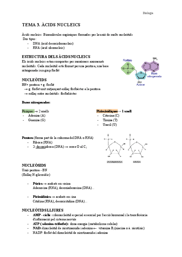 Miniatura del documento Tema-3.-Acids-nucleics.pdf