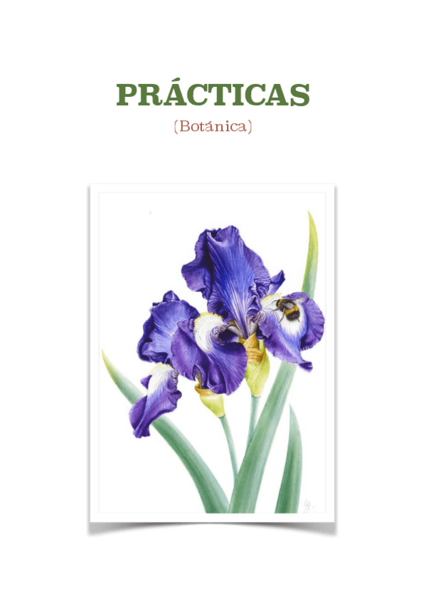 Miniatura del documento practicas de4 botanica.pdf