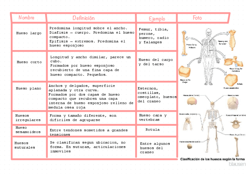 Miniatura del documento Tipos-de-huesos-TEMA-3.pdf