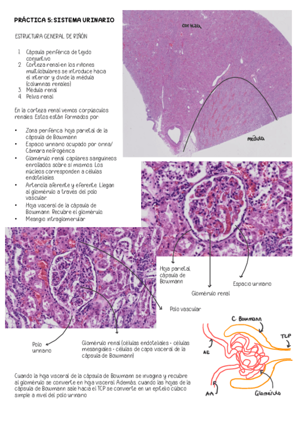 Miniatura del documento Practicas-Histologia-II-5-8.pdf