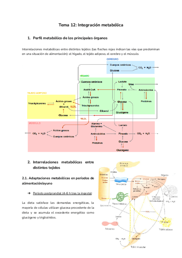 Miniatura del documento Tema-12-Integracion-metabolica.pdf