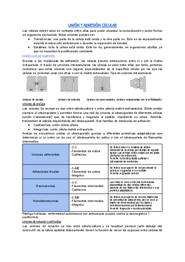 Miniatura del documento union-y-adhesion-celular-en-castellano.pdf
