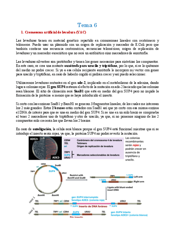 Miniatura del documento Tema-6-Vectores-eucarioticos.pdf