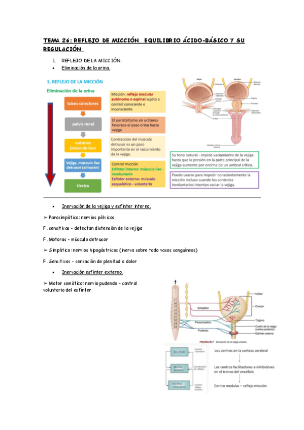 Miniatura del documento TEMA-26-FISIOLOGIA.pdf