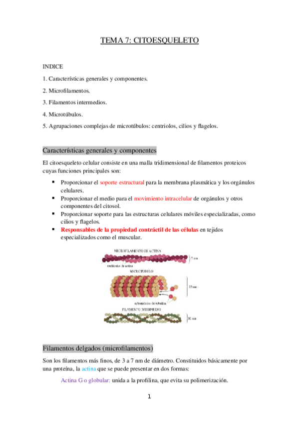 Miniatura del documento TEMA-7-CITOESQUELETO.docx