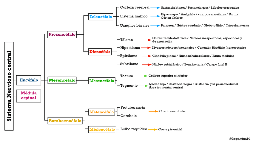 Miniatura del documento Esquema-anatomia-SNC.pdf