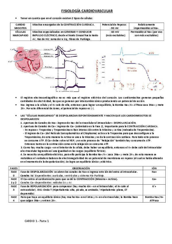 Miniatura del documento fisiología cardiovascular.pdf