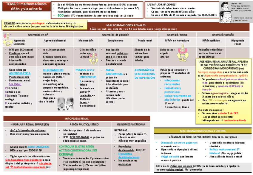 Miniatura del documento Tema 10 Malformaciones renales y vías urinarias y ITUS.pdf