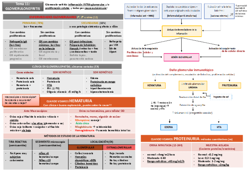 Miniatura del documento Tema 11 Glomerulonefritis y sdr nefrótico.pdf