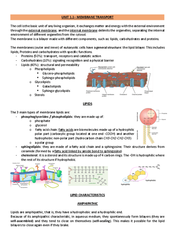 Miniatura del documento biochemistry-II-units-1-6.pdf