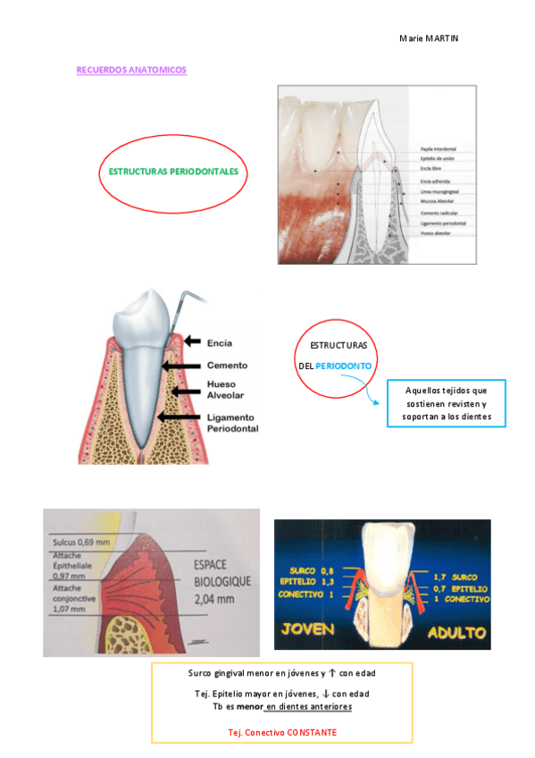 Miniatura del documento T1 - RECUERDOS-ANATOMICOS.pdf