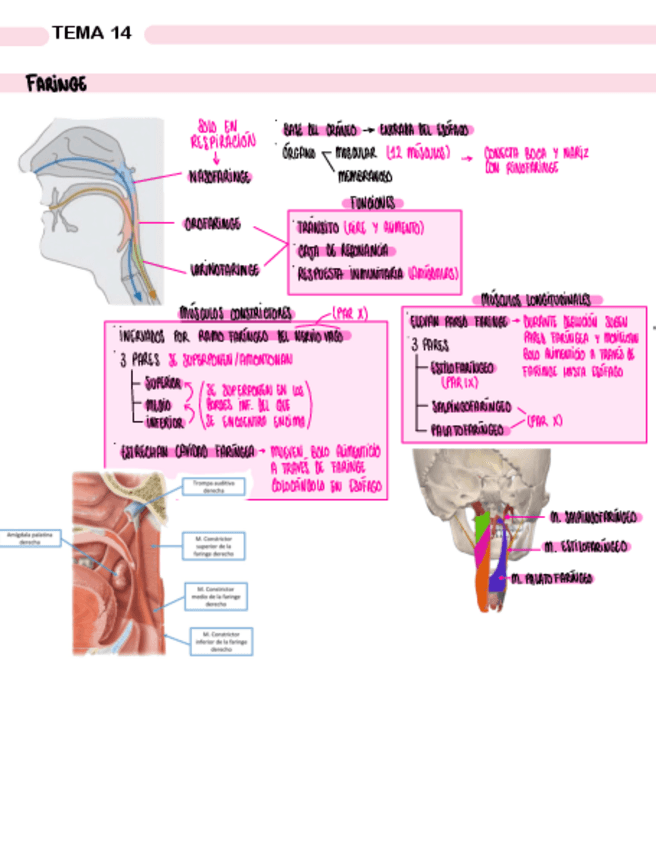 Miniatura del documento TEMA-14.-FARINGE-Y-ESOFAGO.pdf