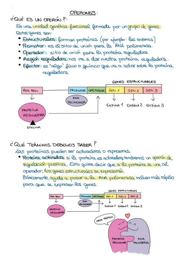 Miniatura del documento Apuntes-genetica-operones.pdf