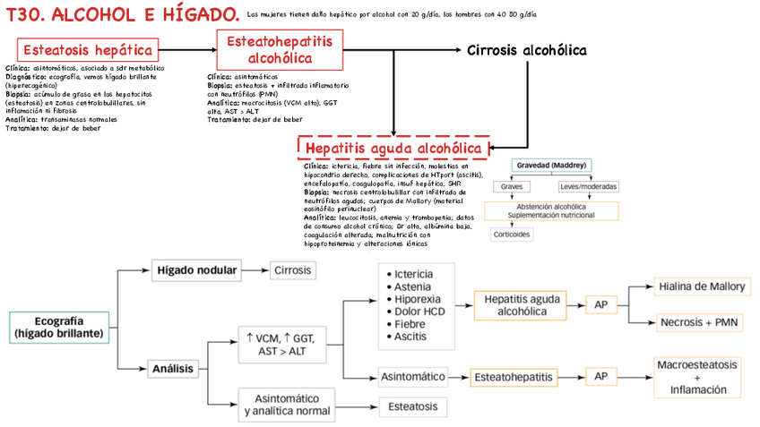 Miniatura del documento T30-Alcohol-e-higado.pdf