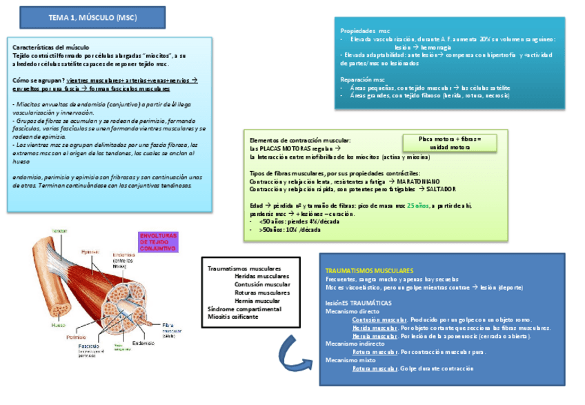 Miniatura del documento Tema 1 musculo.pdf
