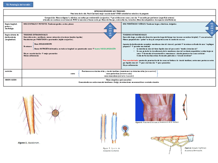 Miniatura del documento Tema 2 TENDÓN.pdf