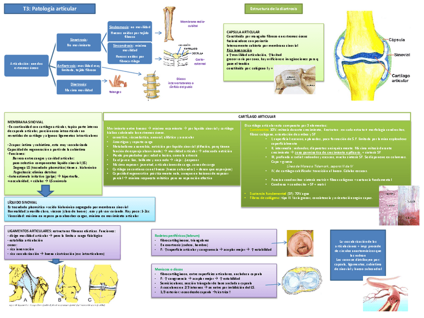 Miniatura del documento tema 3 articular.pdf