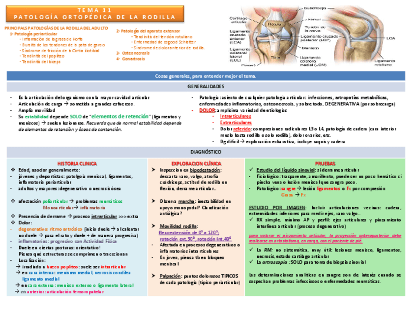 Miniatura del documento TEMA 11 Patología de rodilla.pdf