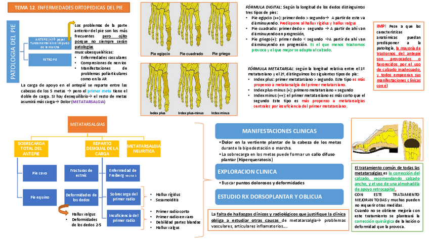 Miniatura del documento Tema 12 Enfermedades ortopédicas del pie.pdf