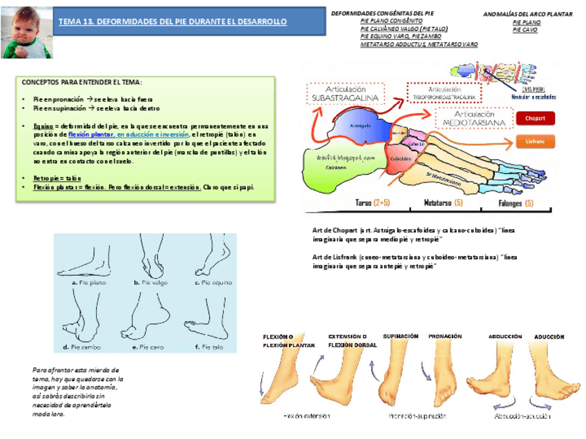 Miniatura del documento Tema 13 Deformidades del pie durante el desarrollo- patología del niño.pdf