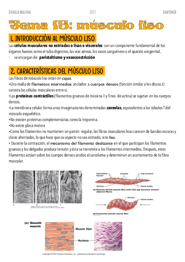 Miniatura del documento Tema-15.-Musculo-liso.pdf