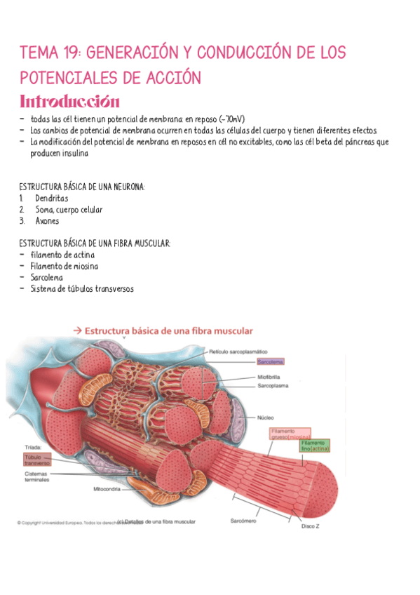 Miniatura del documento Tema-19.-Generacion-y-conduccion-de-los-potenciales-de-accion.pdf