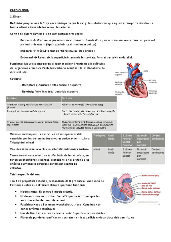 Miniatura del documento Apunts-cardio-Adult.pdf