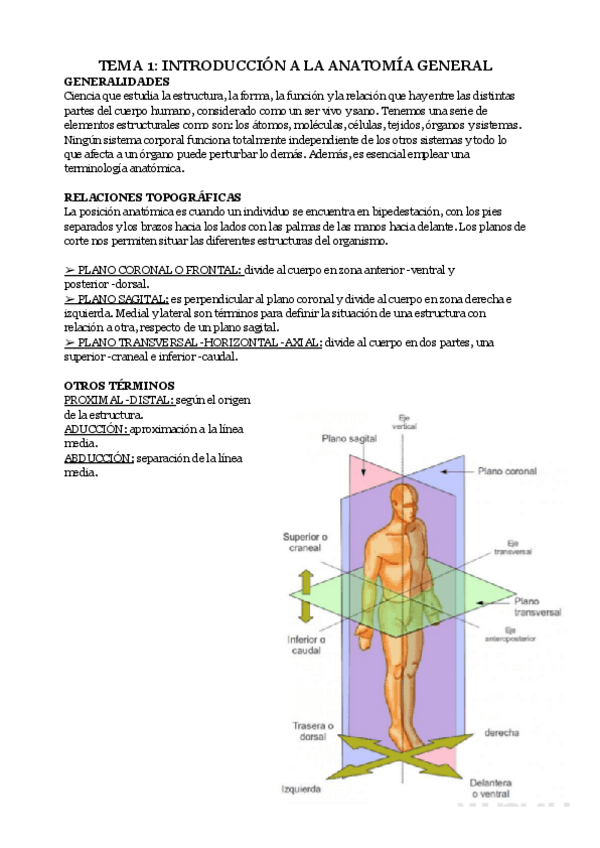 Miniatura del documento TEMA-1-INTRODUCCION-A-LA-ANATOMIA-GENERAL.pdf