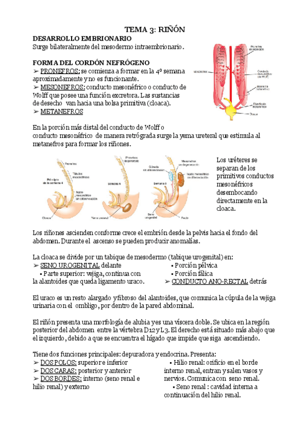 Miniatura del documento TEMA-3-RINON.pdf