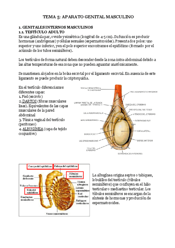 Miniatura del documento TEMA-5-APARATO-GENITAL-MASCULINO.pdf
