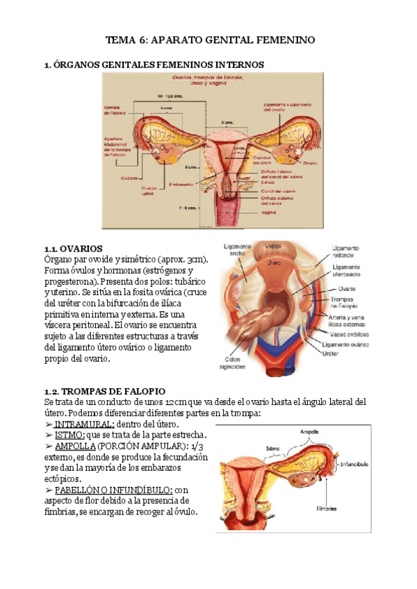 Miniatura del documento TEMA-6-APARATO-GENITAL-FEMENINO.pdf