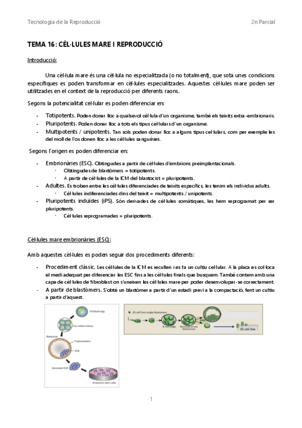 Miniatura del documento TR-Tema-16-Cellules-mare.pdf