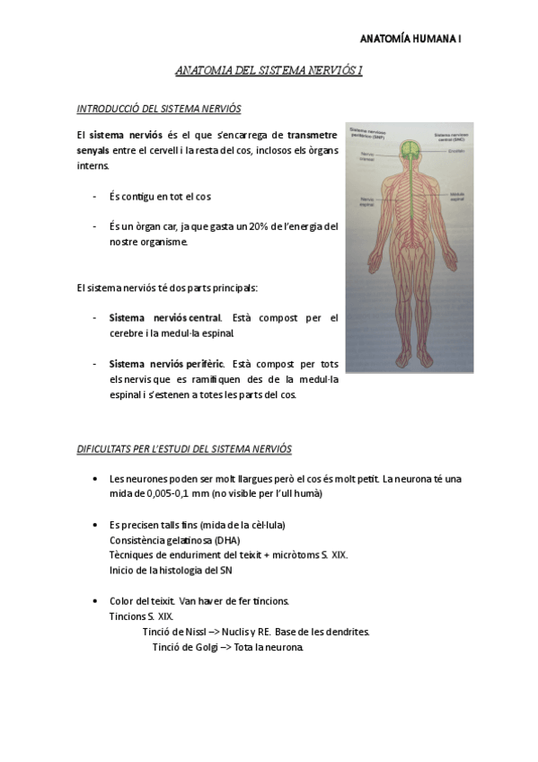 Miniatura del documento Anatomia-Humana-Sistema-nervioso-I.pdf