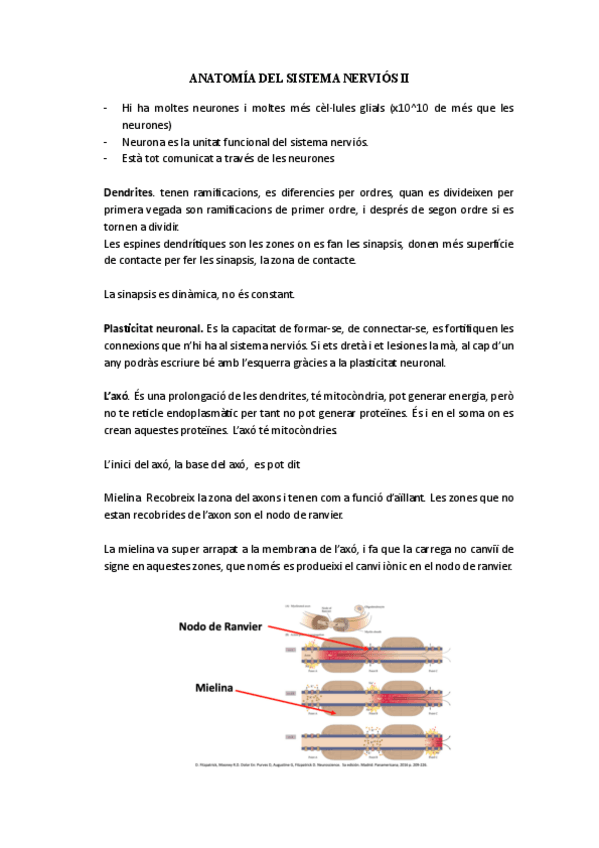 Miniatura del documento Anatomia-Humana-Sistema-nervioso-II.pdf