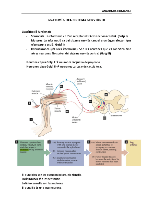 Miniatura del documento Anatomia-Humana-Sistema-nervioso-III.pdf