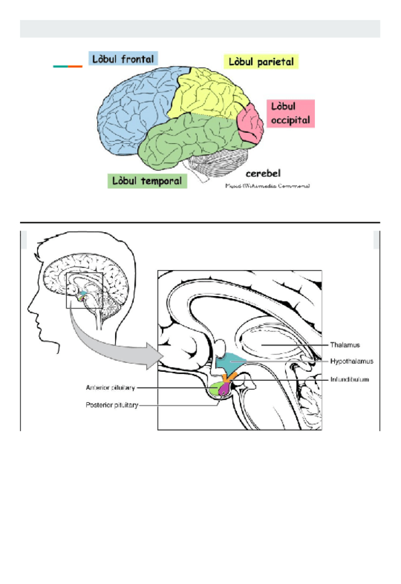 Miniatura del documento Parts-del-cervell.pdf