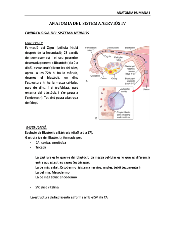 Miniatura del documento Anatomia-Humana-Sistema-nervioso-IV.pdf