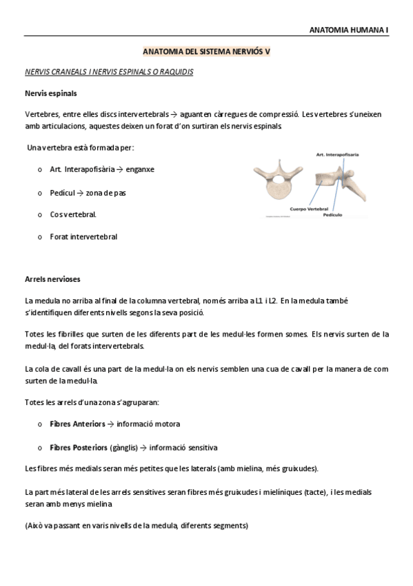 Miniatura del documento Anatomia-Humana-Sistema-nervioso-V.pdf