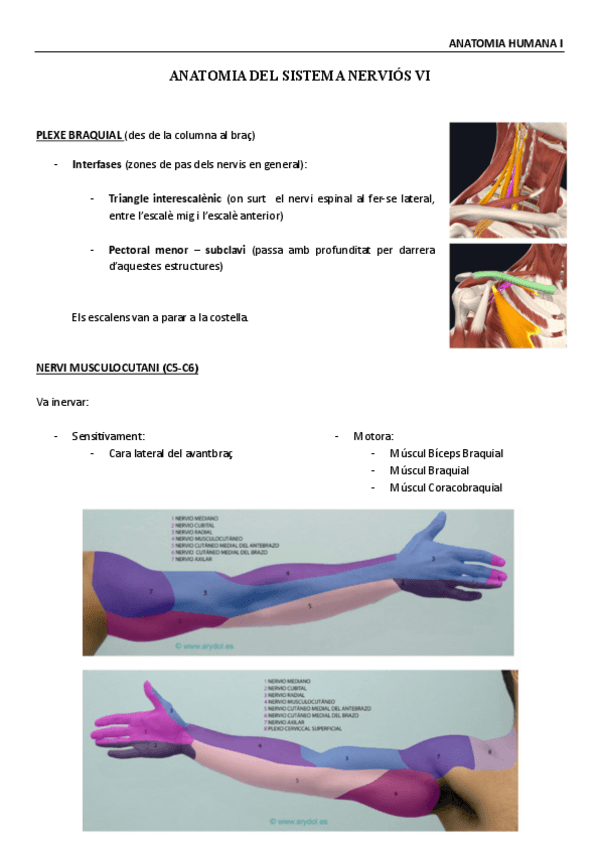 Miniatura del documento Anatomia-Humana-Sistema-nervioso-VI.pdf
