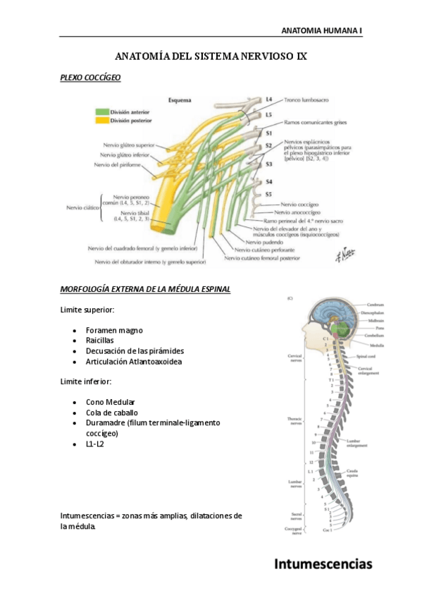 Miniatura del documento Anatomia-Humana-Sistema-nervioso-IX.pdf