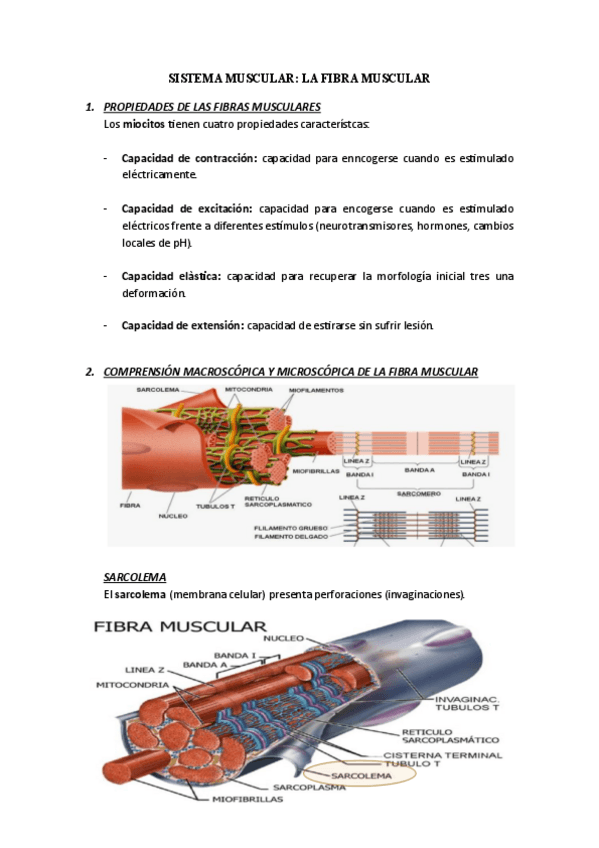 Miniatura del documento Anatomia-humana-Fibra-muscular.pdf