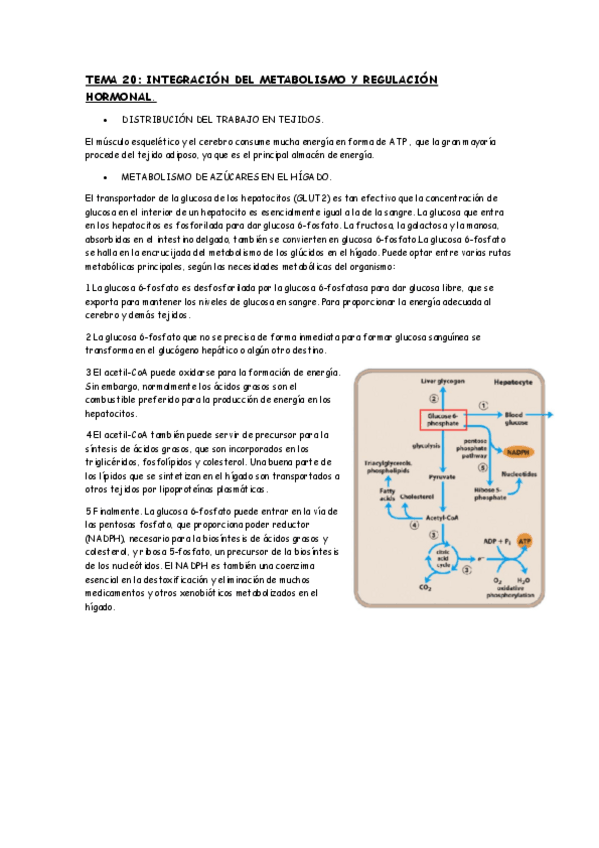 Miniatura del documento Tema-20.pdf