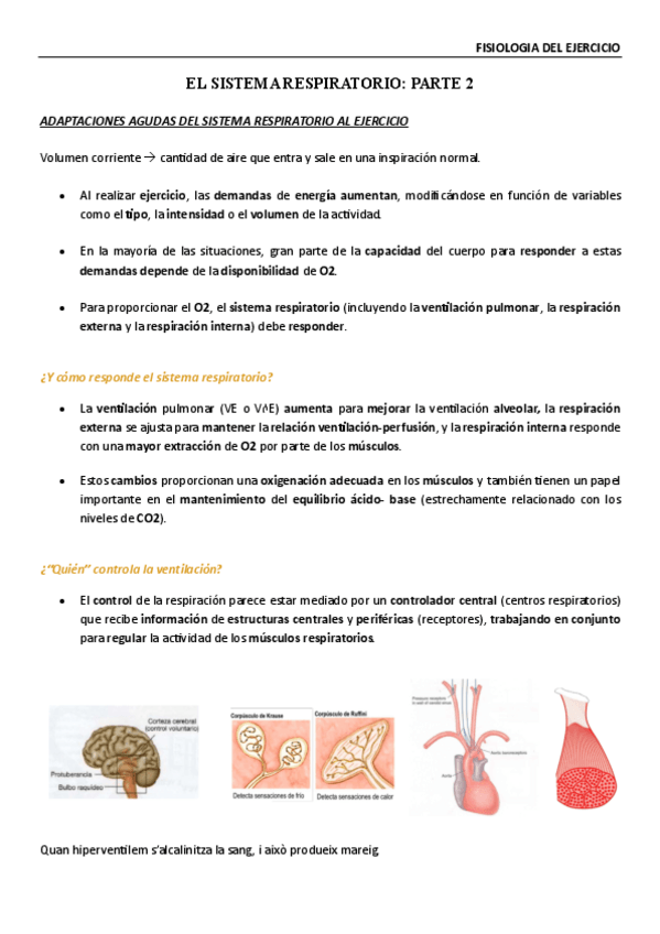 Miniatura del documento Fisiologia-de-lexercici-Sistema-respiratori-II.pdf
