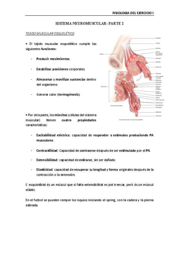 Miniatura del documento Fisiologia-de-lexercici-Sistema-neuromuscular-II.pdf